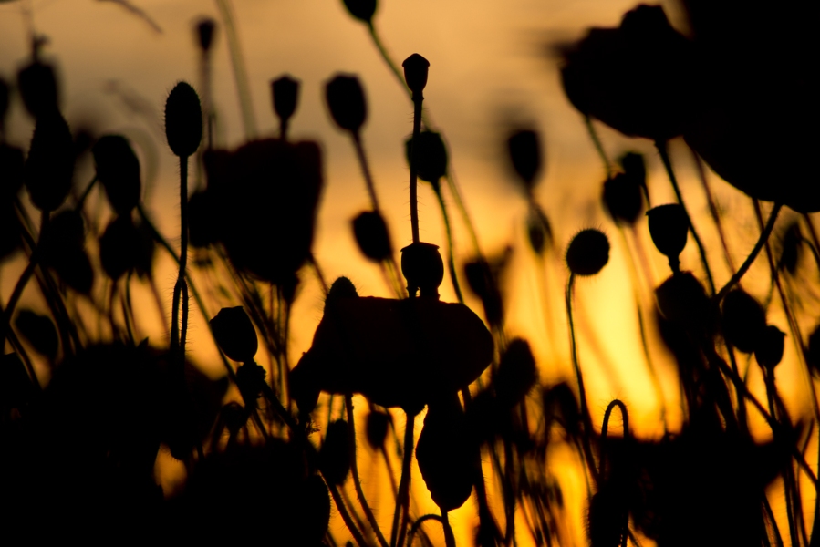 Poppy at sunset